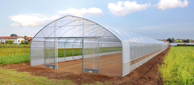 Agriculture Single-Span Arch Type Film Garden Greenhouse with Hydroponics Growing System for Agriculture/ Poultry/ Vegetables/ Tomatoes/ Strawberry