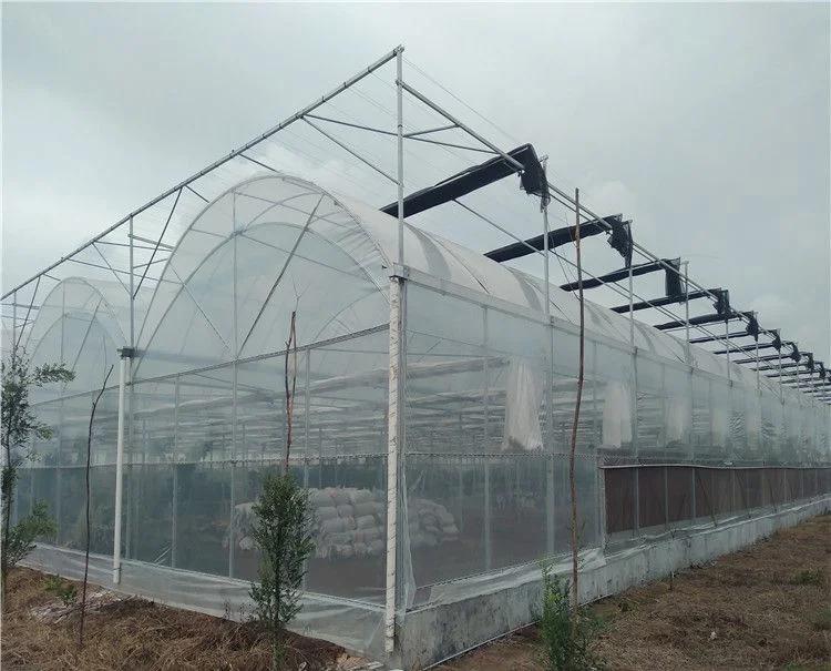 Chinese High Quality Glass Green House for Plant Tomato and Leaves