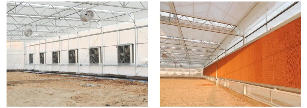 Commercial/Agriculture Polycarbonate Rain Gutter Steel Structure Greenhouse with Hydroponic System for Tomato/ Cucumber/ Lettuce/ Pepper Planting