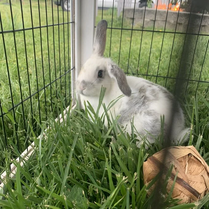 Outdoor Pet House and Rabbit Cage Pet Hutch with Reay to Assemble