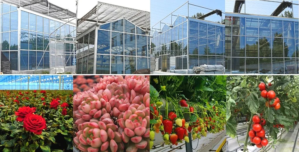 Multi/Single Span Green House with Hollow Tempered Glass/Hydroponic System for/Vegetables/Fruit/Flower/Lettuce/Pepper/Bell Pepper/Mushroom