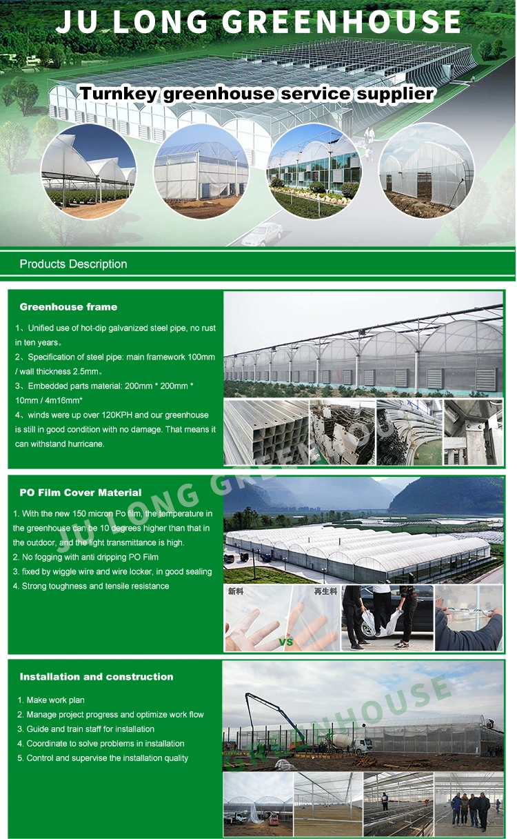 Turnkey Project Agricultural Multi Span Film/Polycarbonate/Glass Steel Structure Greenhouse with Hydroponics Irrigation System Used Tomato/Lettuce/Strawberry