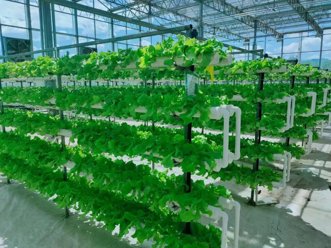 Turnkey Large Intelligent Glass Polycarbnate Board Tomato Greenhouse