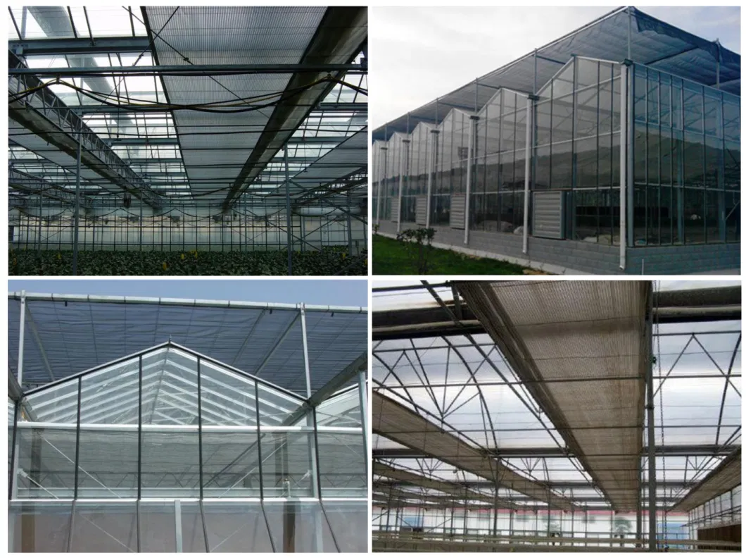 Venlo Type Single Layer Polycarbonate Greenhouse for Flower/Vegetable/Planting/Farm /Aquaculture/Livestock/Breeding/Ecological Restaurant with Hydroponic System