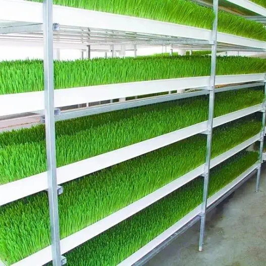 Hydroponic Nursery Growing Tray Fodder System