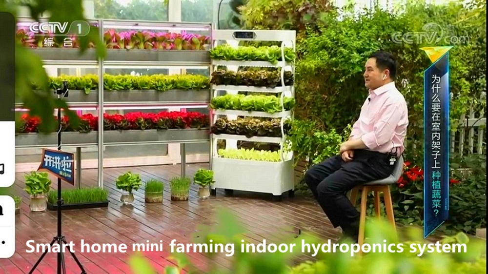Agricultural Farm Hydroponic Growing System Intelligent Home Tomato Hydroponics System