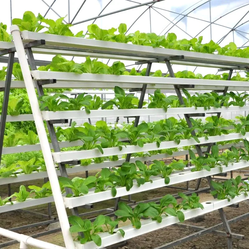 Film/Glass/Sunboard Greenhouse with Hydroponic/Cooling/Heater for Cherry/Cucumber/Tomato/Vegetable