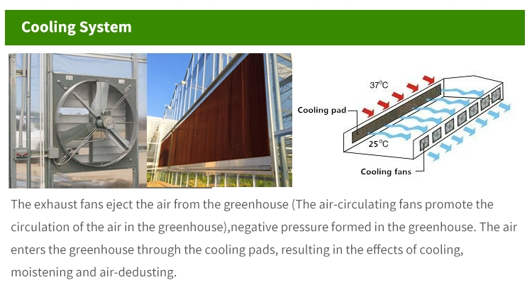 Low Cost Agricultural Multi Span Tunnel Plastic Film Greenhouses with Hydroponic System for Growing Tomato/Peppers/Eggplant/Strawberry/Cucumber