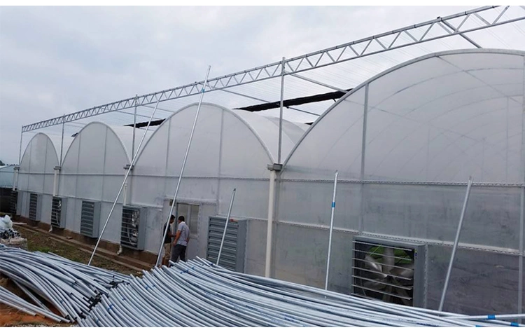 Low Cost Agricultural Multi Span Tunnel Plastic Film Greenhouses with Hydroponic System for Growing Tomato/Peppers/Eggplant/Strawberry/Cucumber
