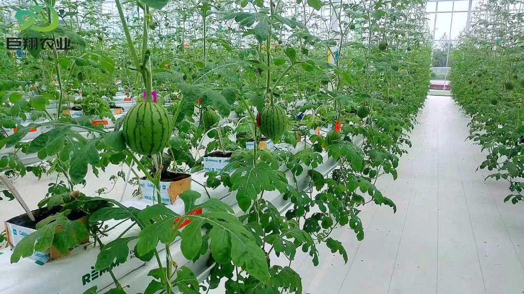 Chinese High Quality Glass Green House for Plant Tomato and Leaves