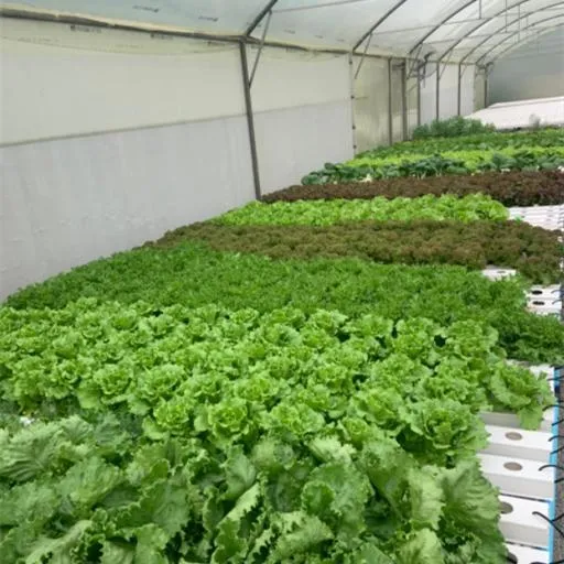 Nft Channel Hydroponic Growing System for Greenhouse