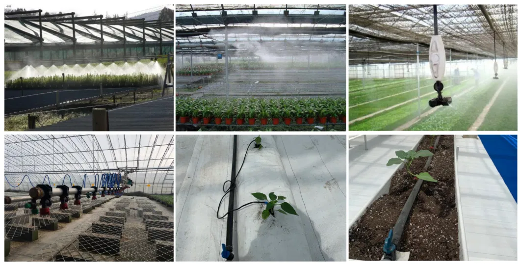 Venlo Type Single Layer Polycarbonate Greenhouse for Flower/Vegetable/Planting/Farm /Aquaculture/Livestock/Breeding/Ecological Restaurant with Hydroponic System