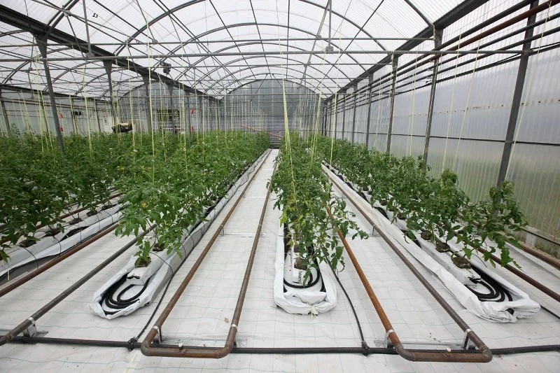 Factory Supply Net Covered Multi-Tunnel Greenhouse