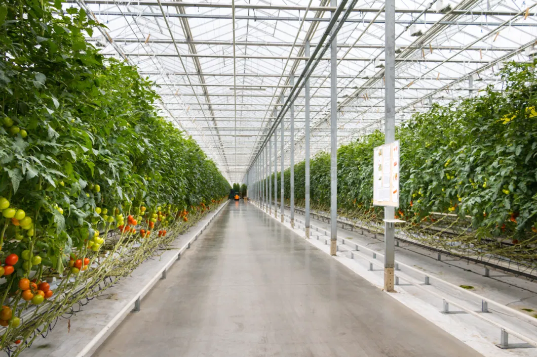 Glass Greenhouse with Self-Propelled Walking Sprayer and Rolling Bench for Vegetable/Flower Seedlings