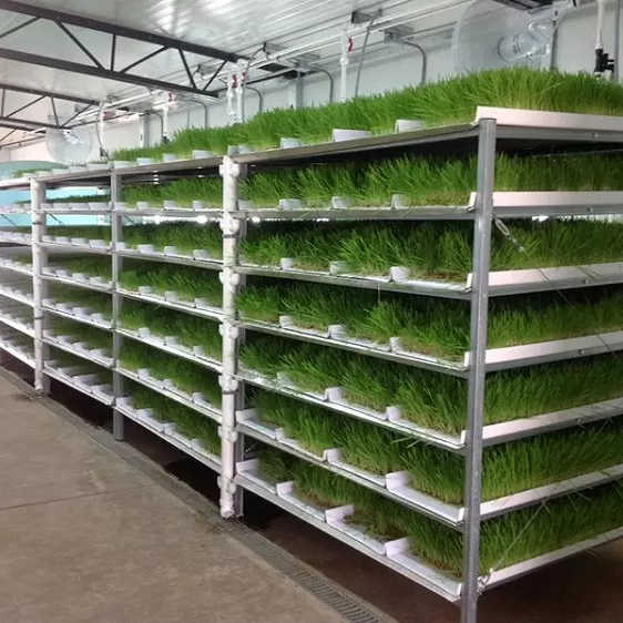 Hydroponic Nursery Growing Tray Fodder System