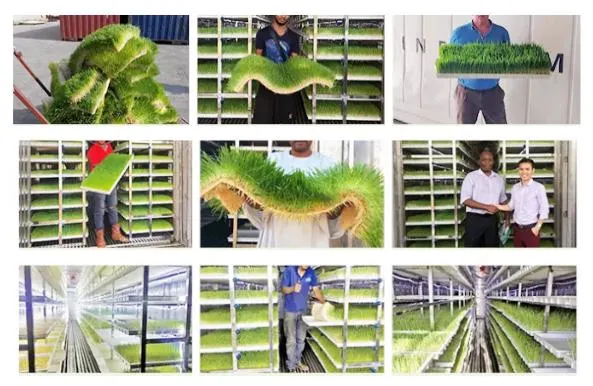 Soilless Cultivation Hydroponic Forage System
