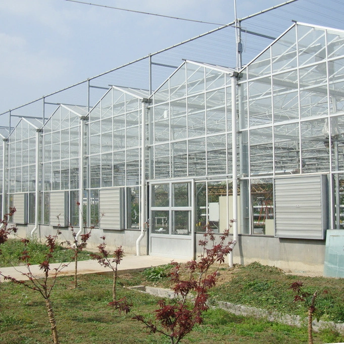 Venlo Glass Greenhouse with Tomato Hydroponics Growing System Indoor