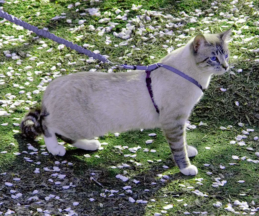 Kitty Harness and Bungee Leash, Harness for Cat