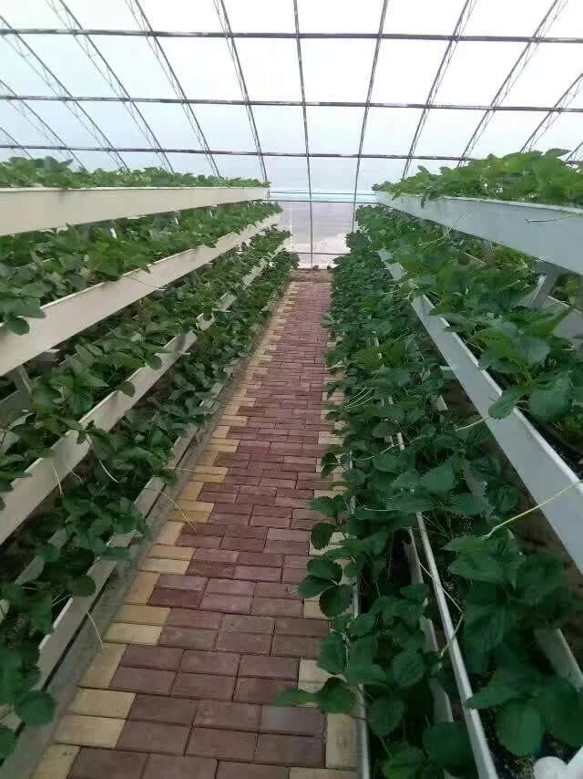Manufacturer Hydroponic Manufacturing Strawberry Gutter Smart Farm Seedling Substrate Growing Vegetables Hydroponic Farm