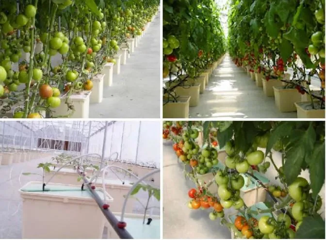 Fashion Nude Customized Xinhe Greenhouse Growing Indoor PVC Planting Nft Systems Cultivation Hydroponic System