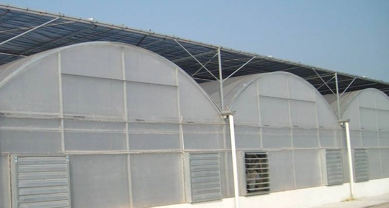 Factory Supply Net Covered Multi-Tunnel Greenhouse