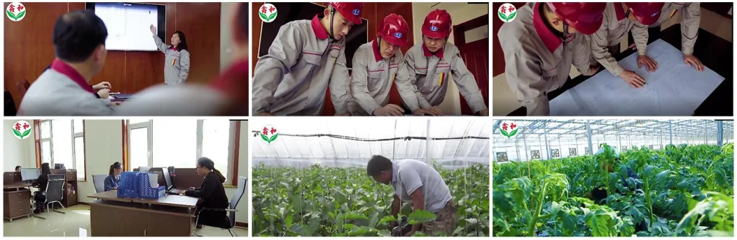 Multi-Span Plastic Pop up Greenhouse for Tomato