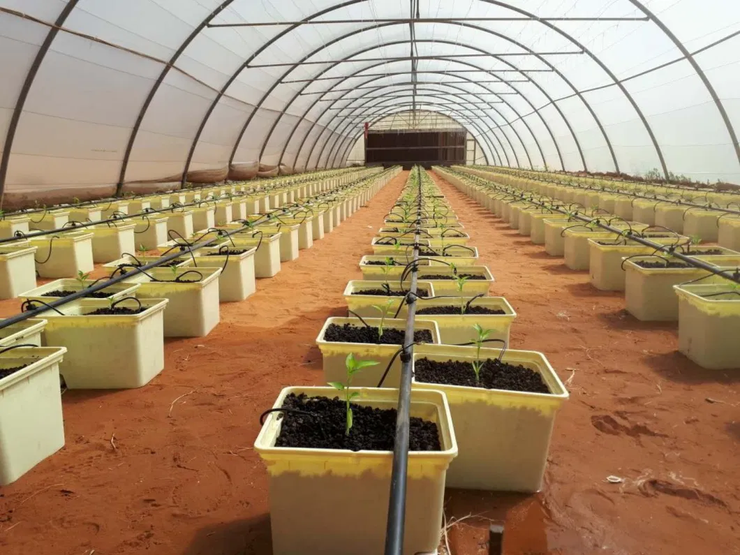 Cherry Tomato Farm Dutch Bucket Hydroponic Indoor Garden