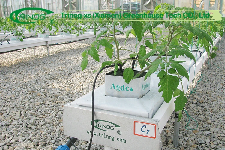 rock wool substrate media base tomato indoor cultivation Hydroponics system in greenhouse