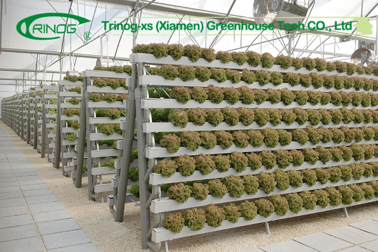 rock wool substrate media base tomato indoor cultivation Hydroponics system in greenhouse