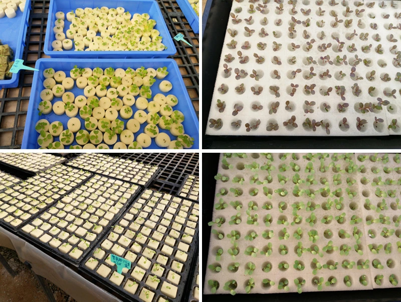 Manufacturer Supply Hydroponic Growing Sponge for Vegetable Seedling