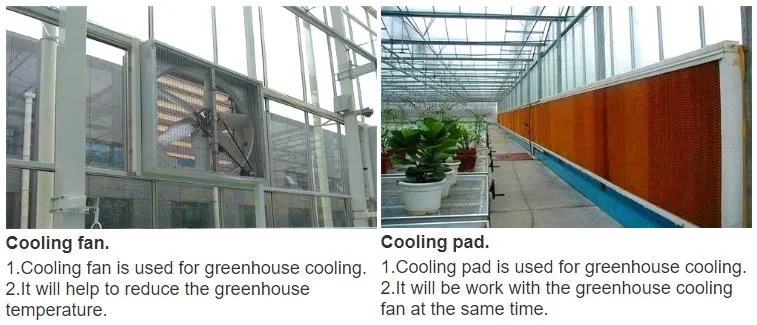 Venlo Glass Greenhouse with Tomato Hydroponics Growing System Indoor