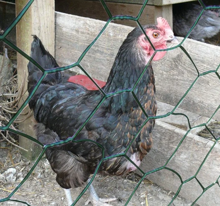 Galvanized Welded Wire Folding Chicken Cage, Pet Cages, Carriers