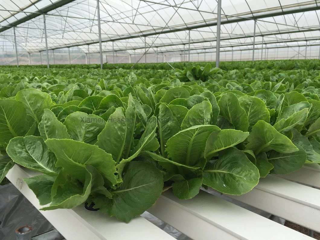 Commercial Hot Sale Hydroponic Channel System in Greenhouse and Farm Nft Hydroponics System with Hydroponics Equipment for Lettuce/Celery/Greens Cultivation