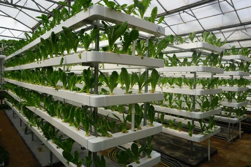 Fashion Nude Customized Xinhe Greenhouse Growing Indoor PVC Planting Nft Systems Cultivation Hydroponic System