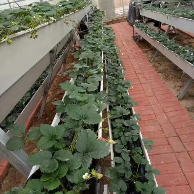 Manufacturer Hydroponic Manufacturing Strawberry Gutter Smart Farm Seedling Substrate Growing Vegetables Hydroponic Farm