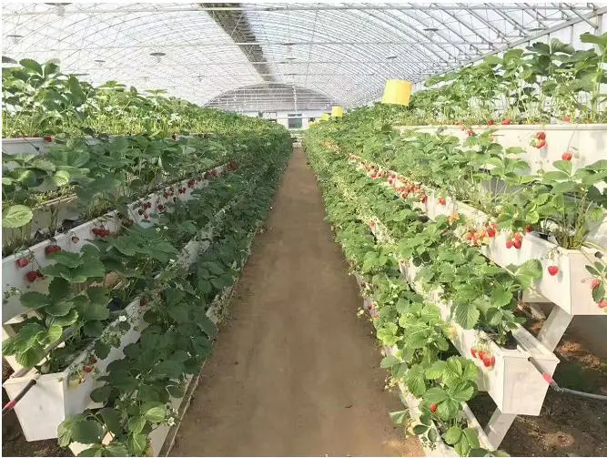 Strawberry Hydroponic Growing Systems Vertical Planting Cultivation Plastic Gutter Greenhouse for Sale
