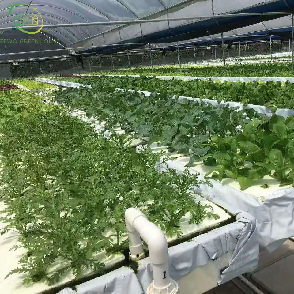 Customized Indoor Hydroponic Growing System for Cultivation with PVC Pipe