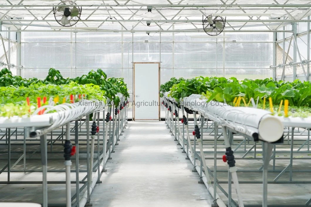 Commercial Hot Sale Hydroponic Channel System in Greenhouse and Farm Nft Hydroponics System with Hydroponics Equipment for Lettuce/Celery/Greens Cultivation