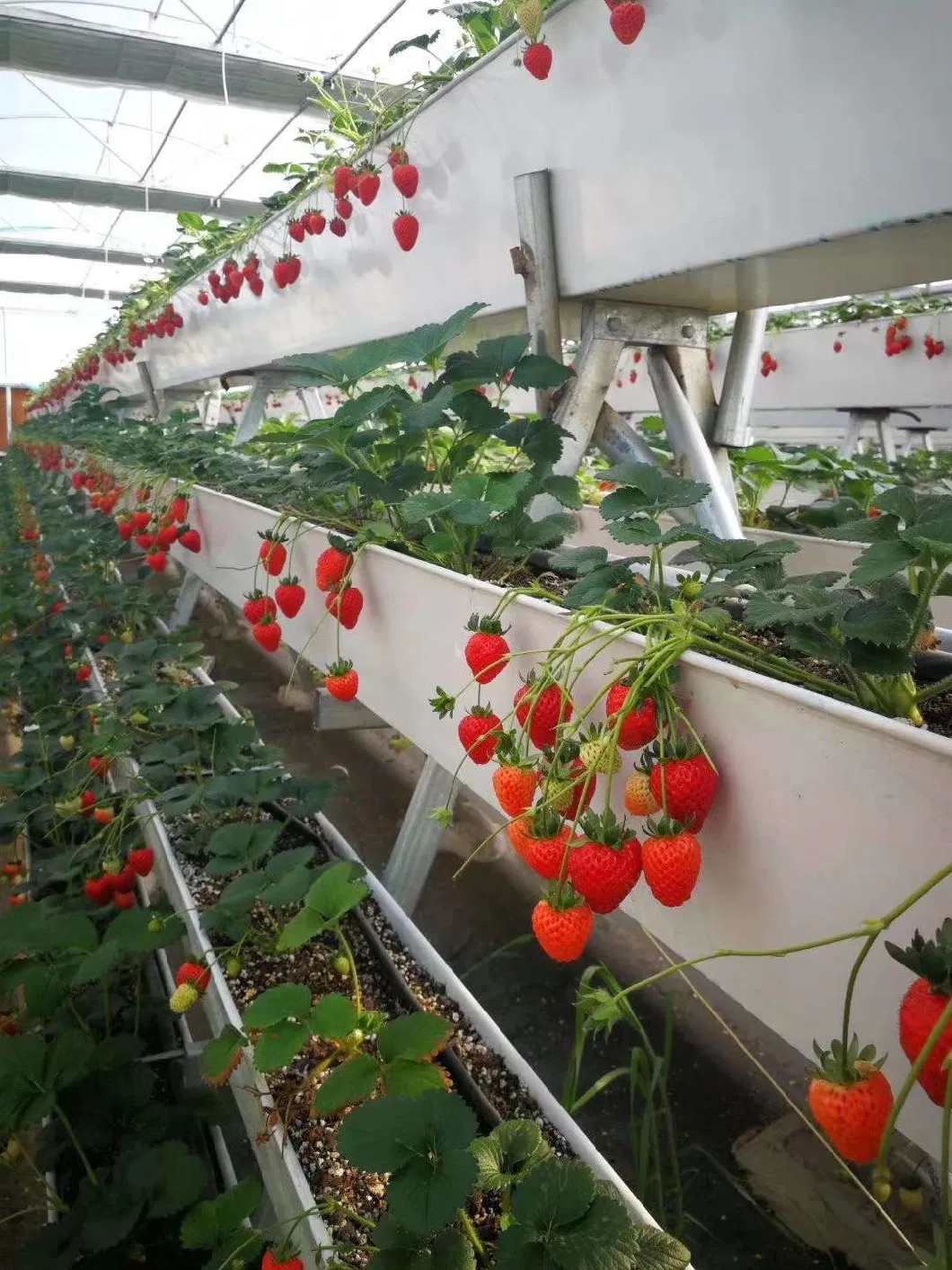 Factory Hydroponic Plant Whole System Supply for Hydroponics Strawberries