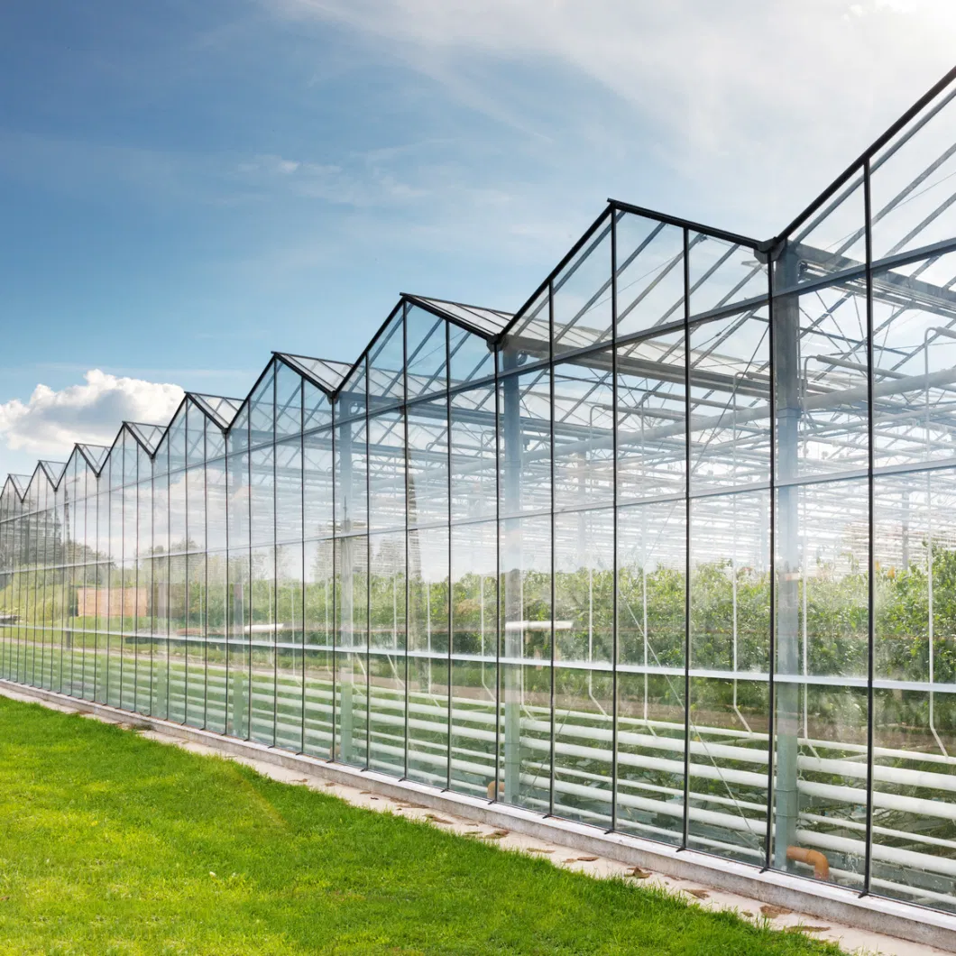 Venlo Glass Greenhouse with Tomato Hydroponics Growing System Indoor