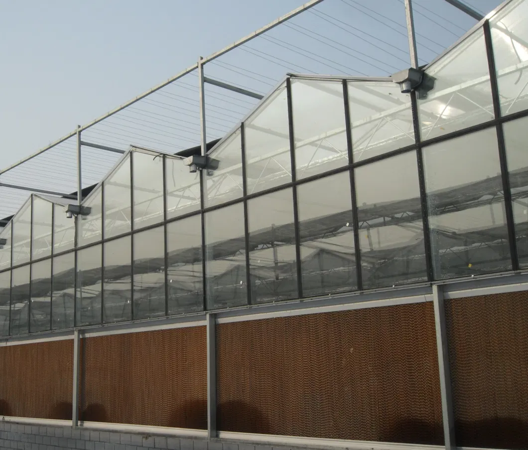 Factory Supply Net Covered Multi-Tunnel Greenhouse