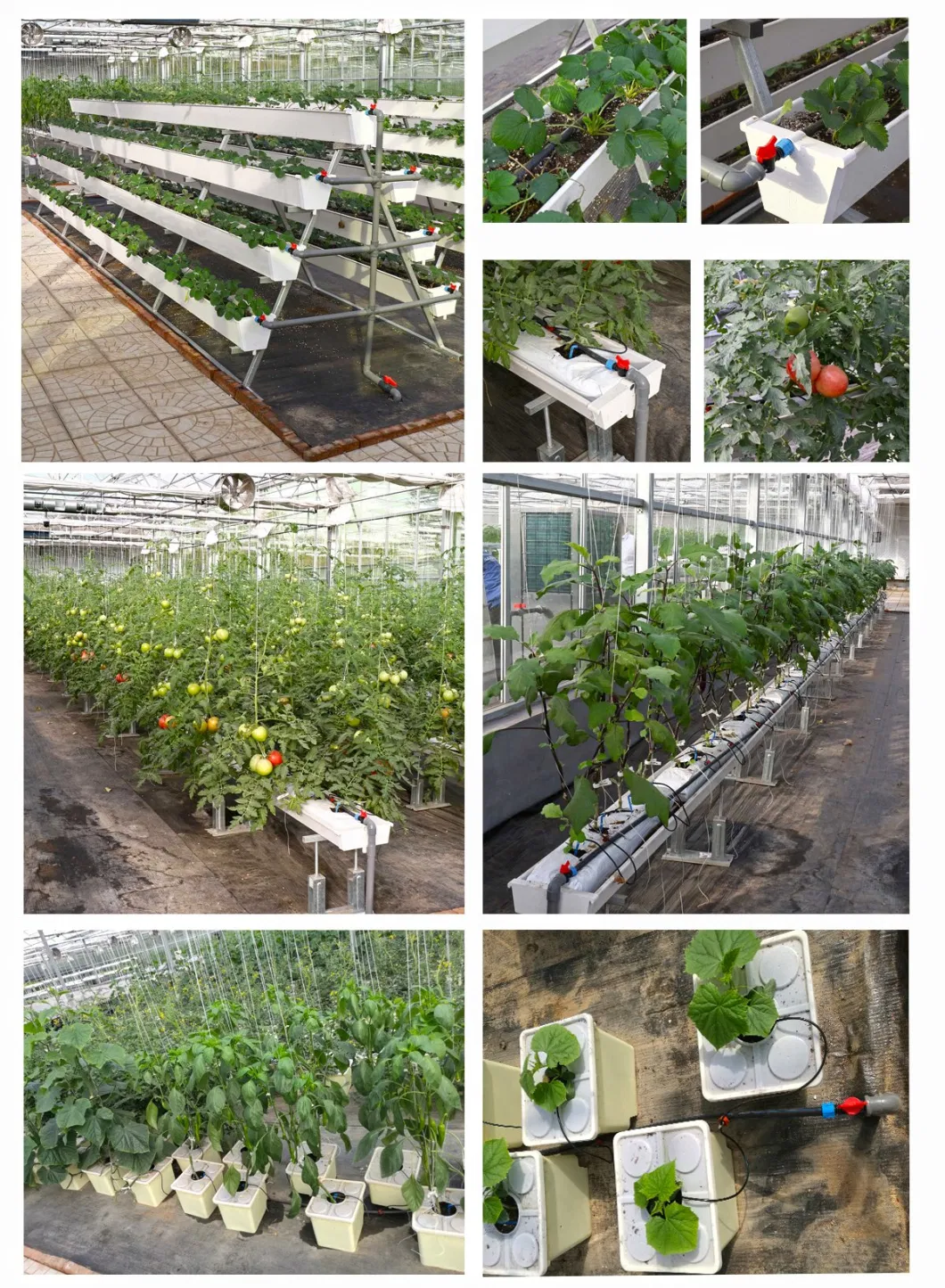 Venlo Hollow Double Tempered Glass Greenhouse with Hydroponics Growing System for Vegetables/ Flowers/ Tomato/ Farm/ Garden/ Eco Restaurant / Agriculture