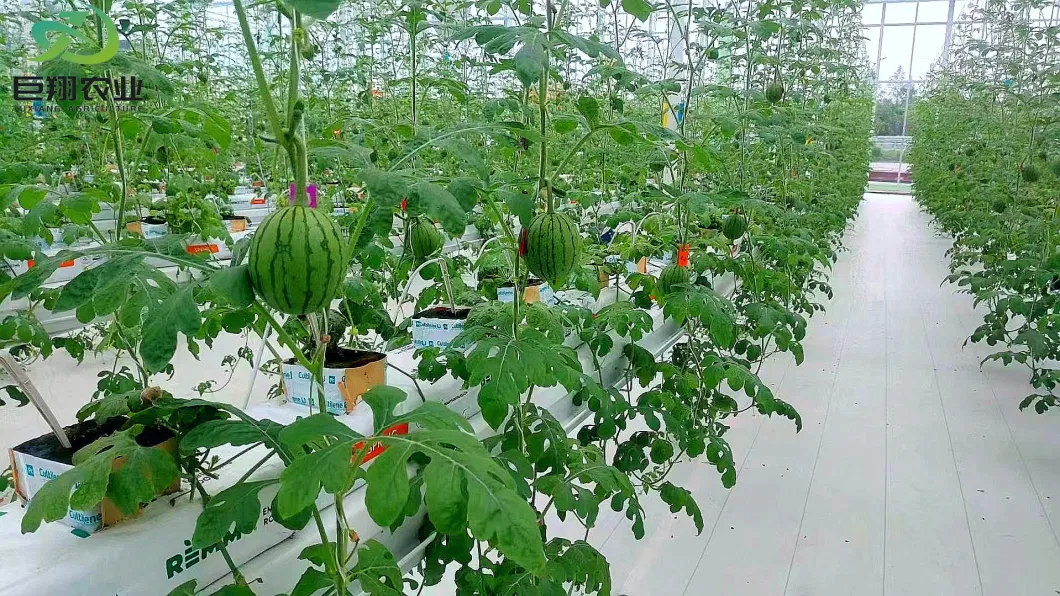 Agricultural/Commercial /Multi- Span Film/Po/PE/Plastic Green House for Tomatoes/Cucumber/Peppers/Strawberry with Hydroponic System/Drip Irrigation