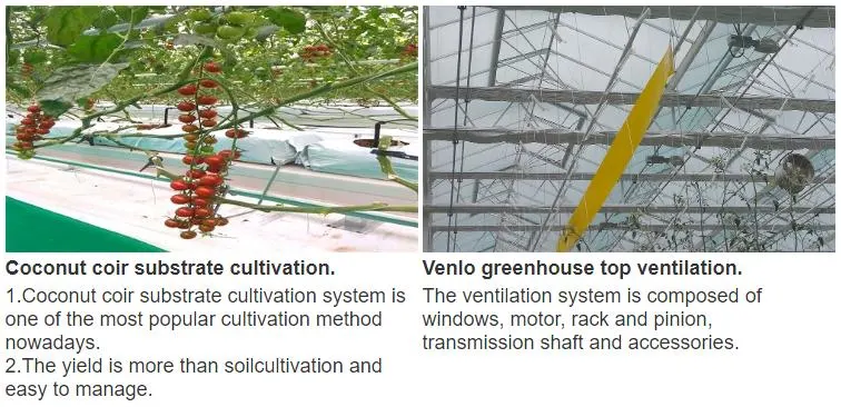 Venlo Glass Greenhouse with Tomato Hydroponics Growing System Indoor