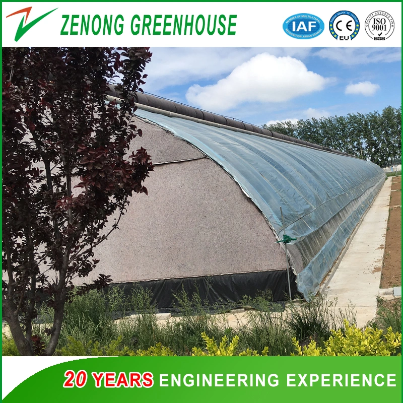 Factory Supply Different Types of Single Span Plastic Film Greenhouse for Vegetables