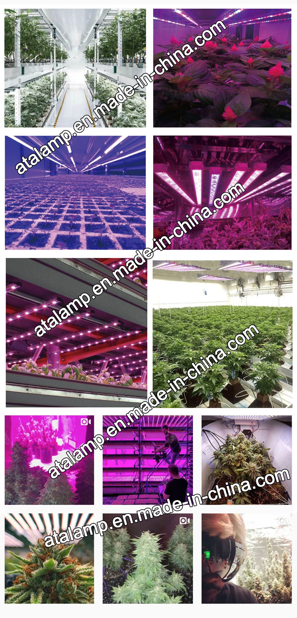 600W/800W/1000W Full Spectrum LED Plant Grow Light for Indoor Green House Hydroponic Plants Veg and Flower