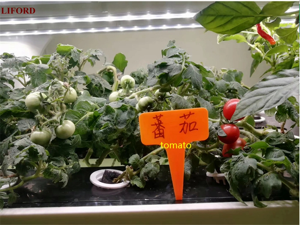 Agricultural Hydroponic System Smart Home Vertical Farming Indoor Hydroponics System for Lettuce