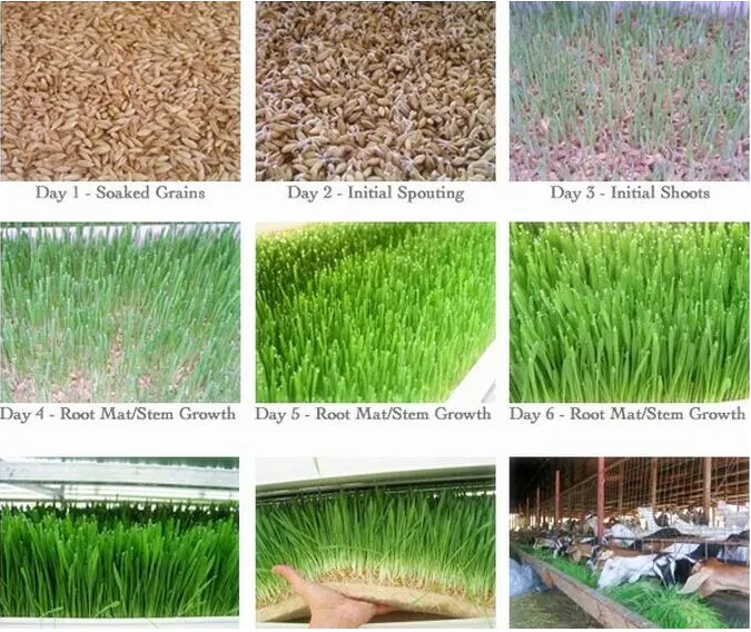 Hydroponic Plastic Fodder Tray System Microgreen Grass Cultivation Indoor Hydroponic PVC Gutter System