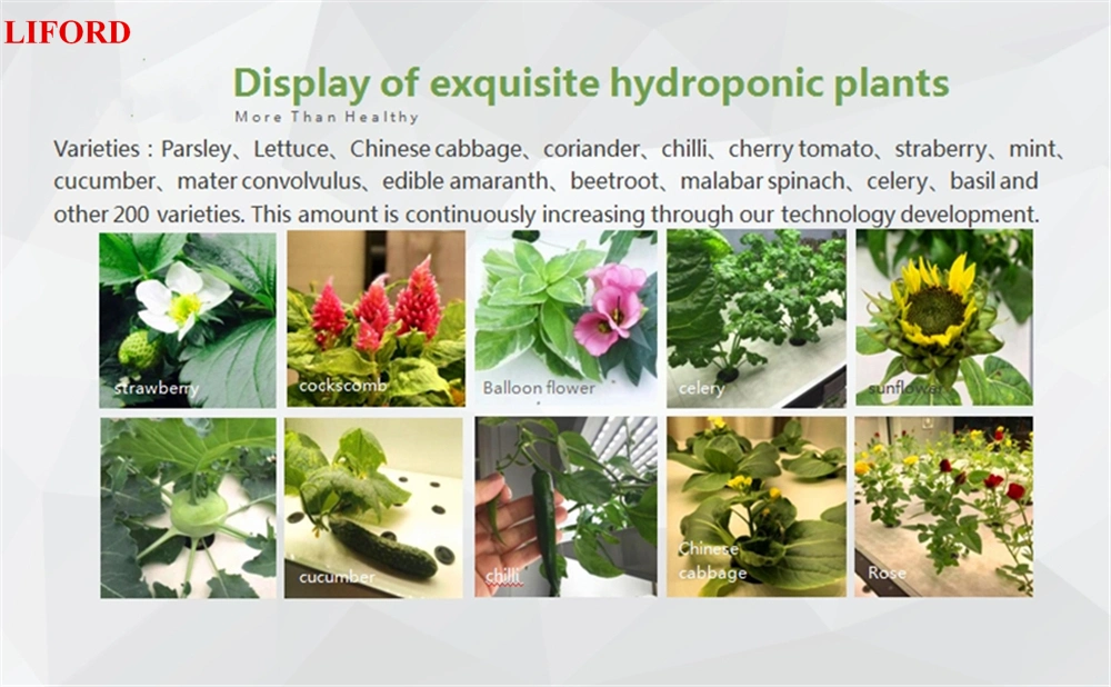 Agricultural Hydroponic System Smart Home Vertical Farming Indoor Hydroponics System for Lettuce