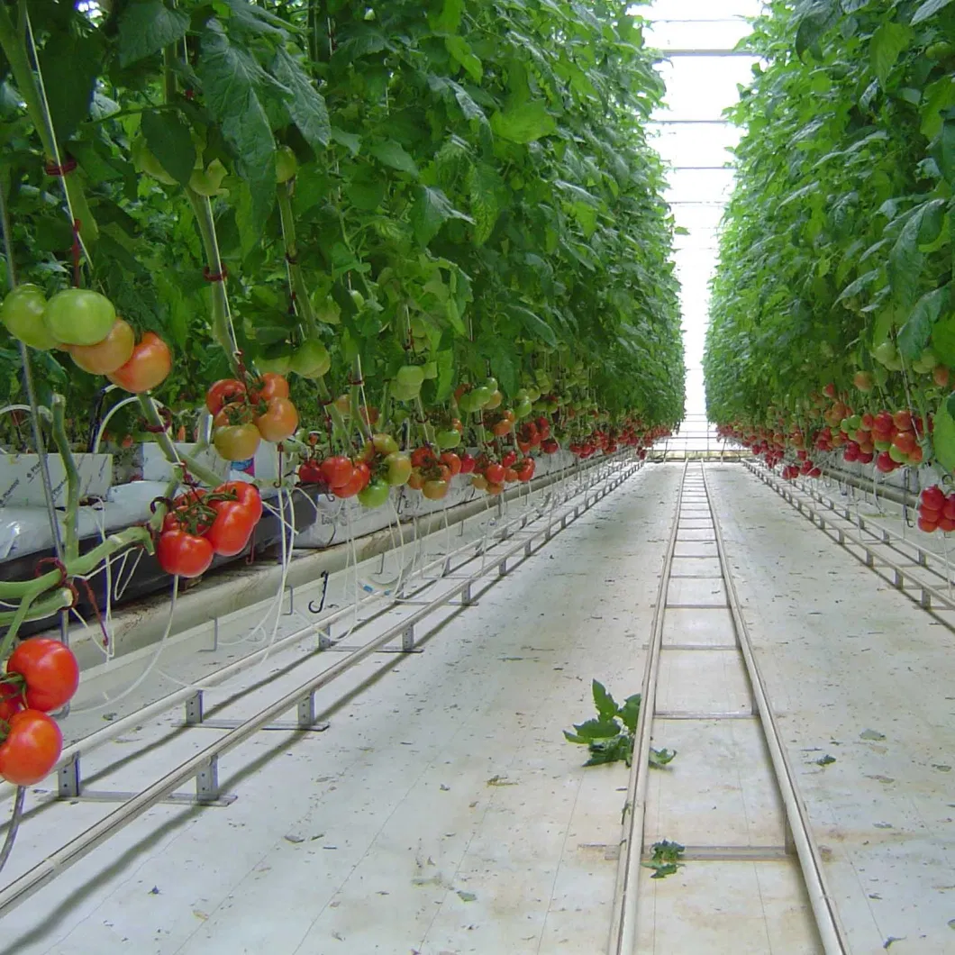 Low Tunnel Greenhouse 8m*10m Strawberry Tunnel Cheap Greenhouse Supplies